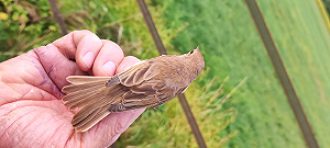 Kleine Spotvogel