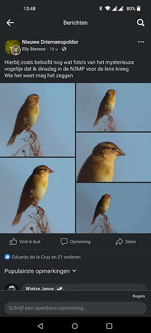 Bobolink