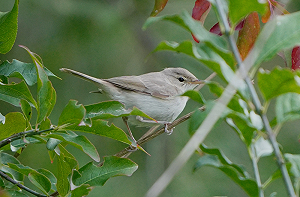 Kleine Spotvogel