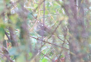 Oostelijke Vale Spotvogel