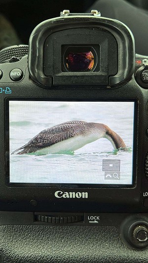 Pacifische Parelduiker