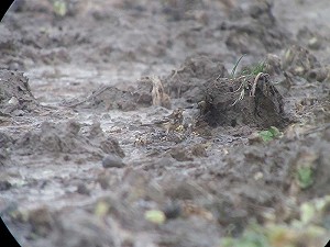 Siberische Waterpieper