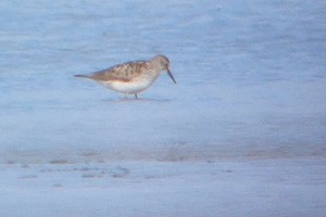 Bonapartes Strandloper