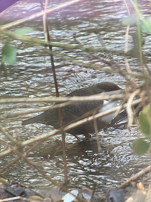 Zwartbuikwaterspreeuw