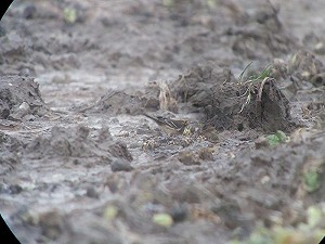 Siberische Waterpieper